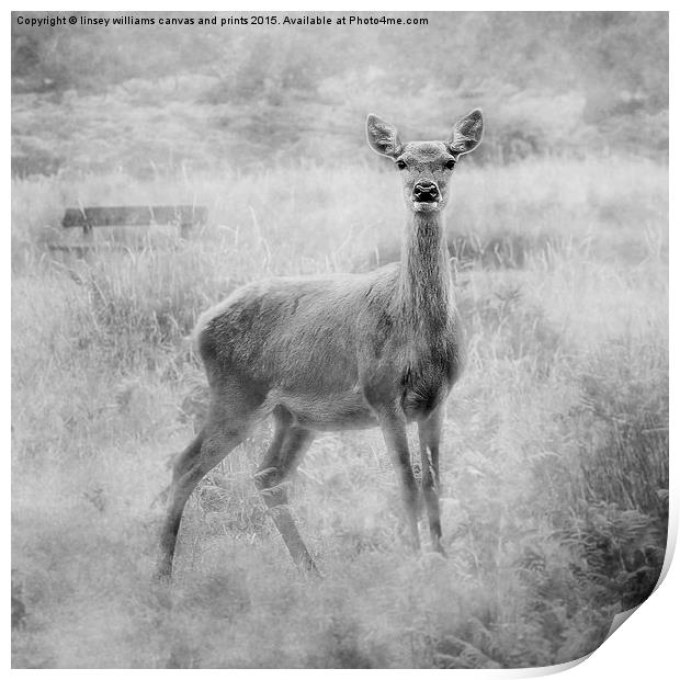 Red Deer Print by Linsey Williams