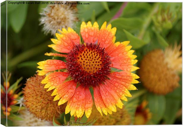  Coreopsis Flower Canvas Print by Sarah Ball