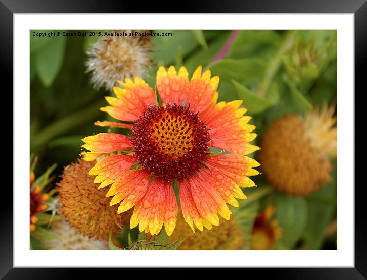  Coreopsis Flower Framed Mounted Print by Sarah Ball