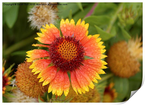  Coreopsis Flower Print by Sarah Ball