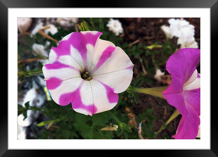  white with purple Framed Mounted Print by Marinela Feier