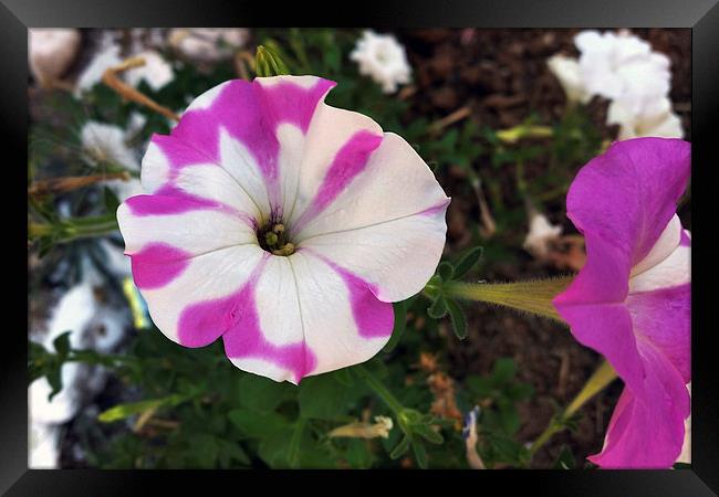  white with purple Framed Print by Marinela Feier