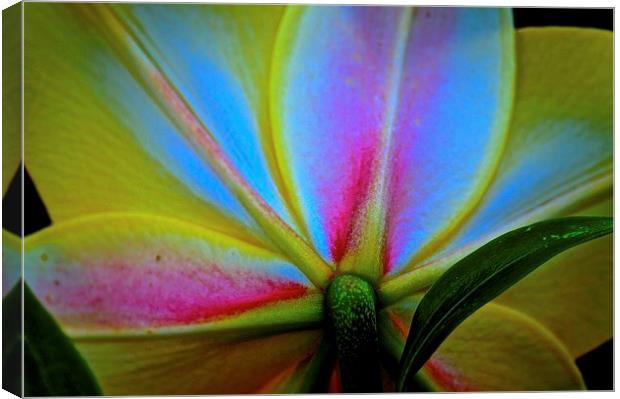  Behind the Lily Flower Canvas Print by Sue Bottomley