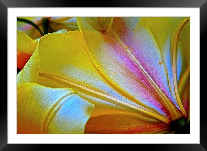 Lily Flowers Petals from behind the Flower  Framed Mounted Print by Sue Bottomley