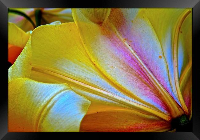 Lily Flowers Petals from behind the Flower  Framed Print by Sue Bottomley