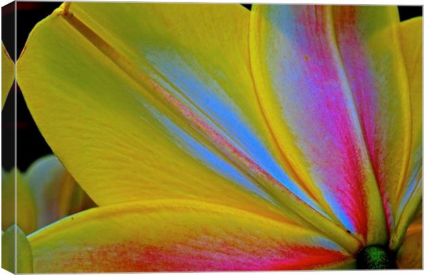 Lily flower petals from behind the flower  Canvas Print by Sue Bottomley
