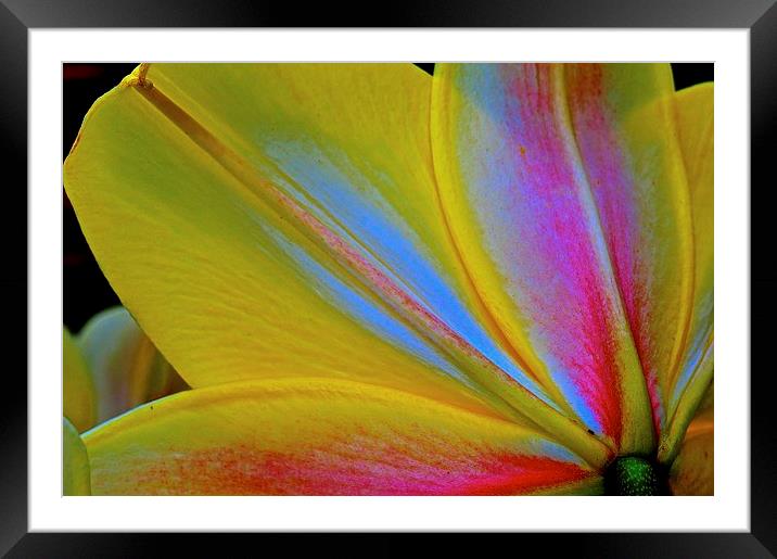 Lily flower petals from behind the flower  Framed Mounted Print by Sue Bottomley