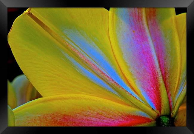Lily flower petals from behind the flower  Framed Print by Sue Bottomley
