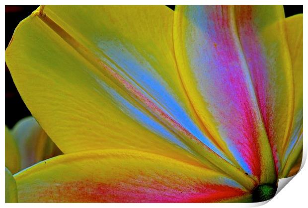 Lily flower petals from behind the flower  Print by Sue Bottomley