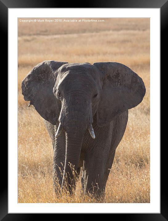  Elephant in Serengeti Framed Mounted Print by Mark Roper