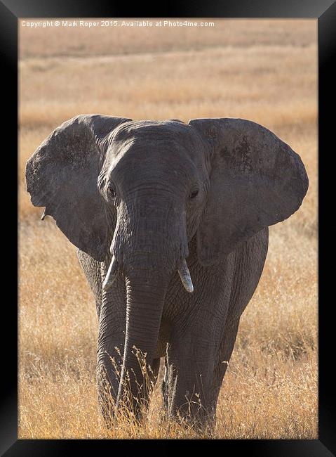  Elephant in Serengeti Framed Print by Mark Roper
