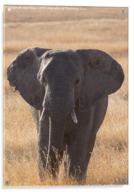  Elephant in Serengeti Acrylic by Mark Roper