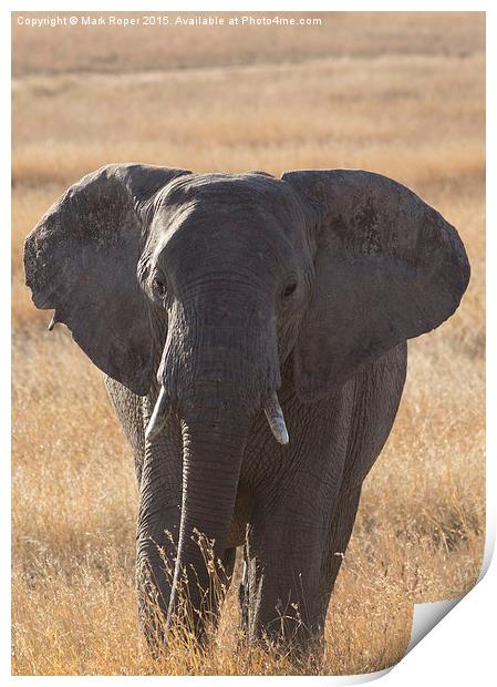  Elephant in Serengeti Print by Mark Roper
