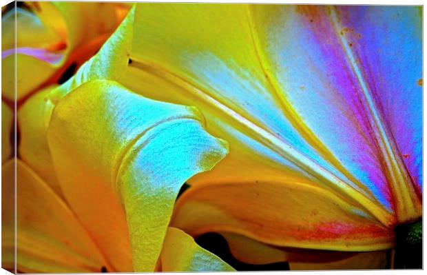  Lily Flower from behind the flower Canvas Print by Sue Bottomley