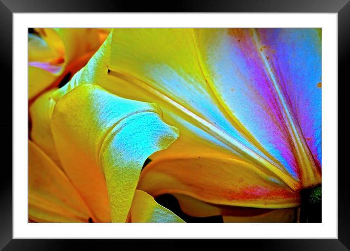  Lily Flower from behind the flower Framed Mounted Print by Sue Bottomley