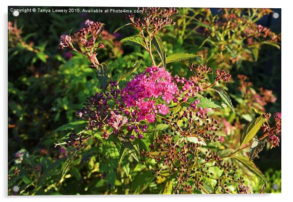  purple flowering bush Acrylic by Tanya Lowery