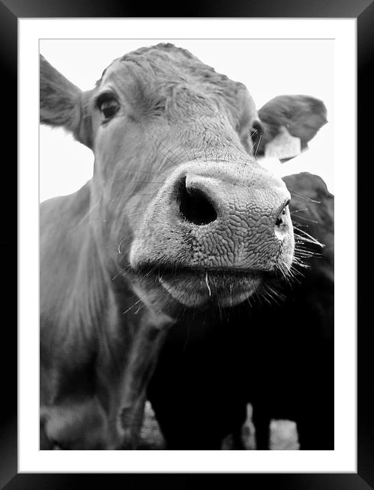  wrinkly nose! Framed Mounted Print by Tanya Lowery