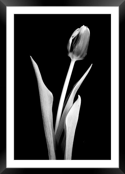 Lone crocus in black and white Framed Mounted Print by Julian Bound