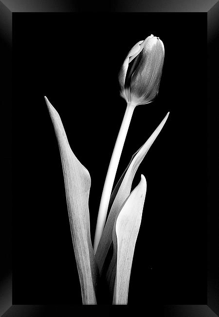 Lone crocus in black and white Framed Print by Julian Bound