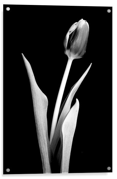 Lone crocus in black and white Acrylic by Julian Bound