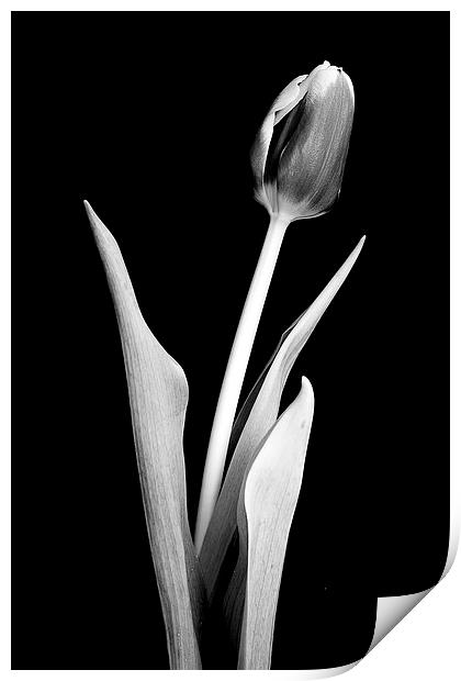 Lone crocus in black and white Print by Julian Bound
