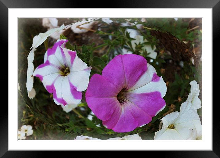  purple and white Framed Mounted Print by Marinela Feier