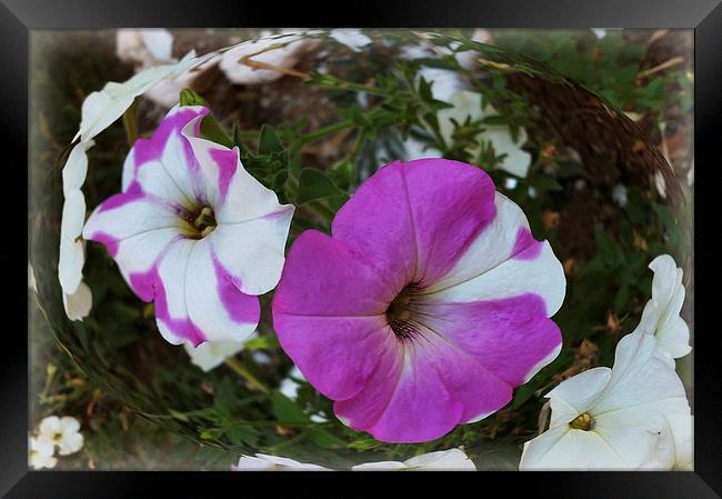  purple and white Framed Print by Marinela Feier