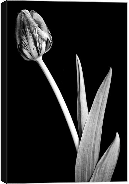 Lone crocus in black and white Canvas Print by Julian Bound