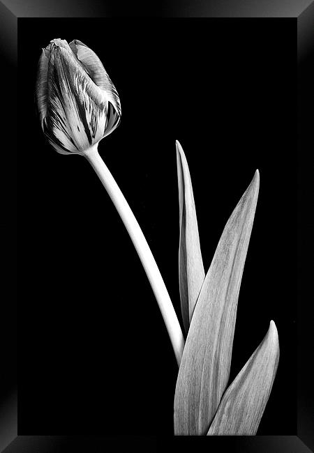 Lone crocus in black and white Framed Print by Julian Bound