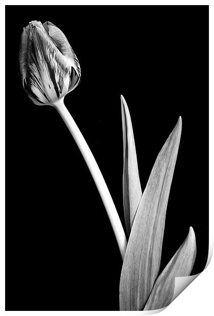 Lone crocus in black and white Print by Julian Bound