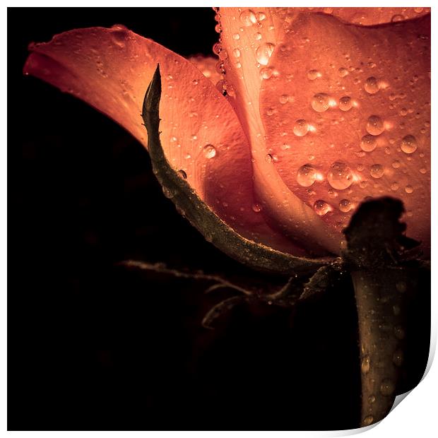 Delicate rose petals with raindrops in colour Print by Julian Bound