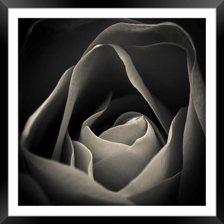 Delicate rose petals in black and white Framed Mounted Print by Julian Bound