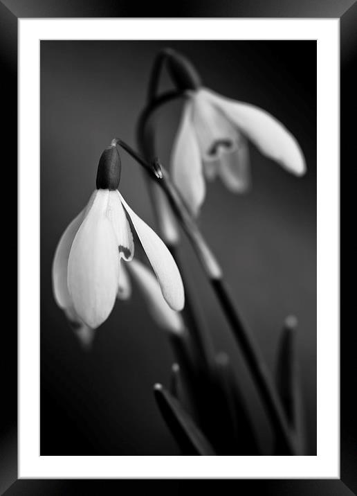 Snowdrops in black and white Framed Mounted Print by Julian Bound