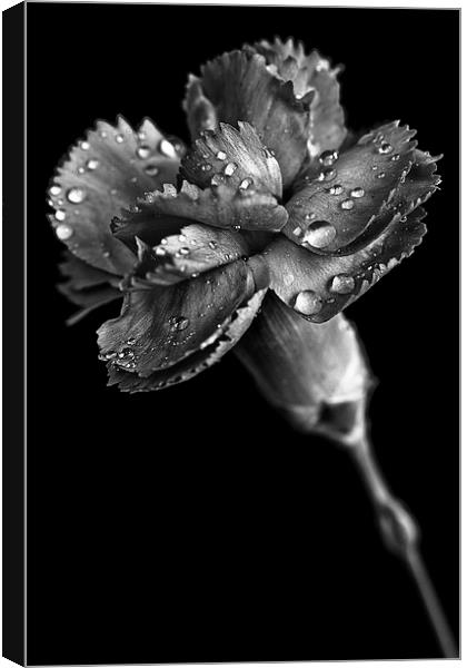 Spring carnation with raindrops Canvas Print by Julian Bound