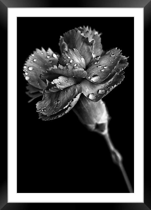 Spring carnation with raindrops Framed Mounted Print by Julian Bound