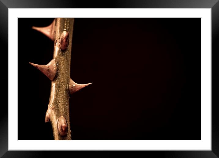 Stem of rose thorns with dark background Framed Mounted Print by Julian Bound