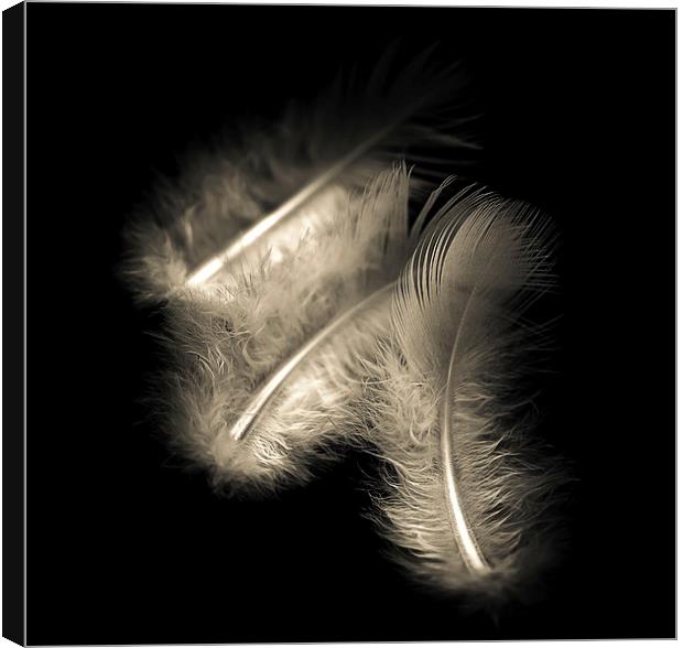 Three feathers in black and white Canvas Print by Julian Bound