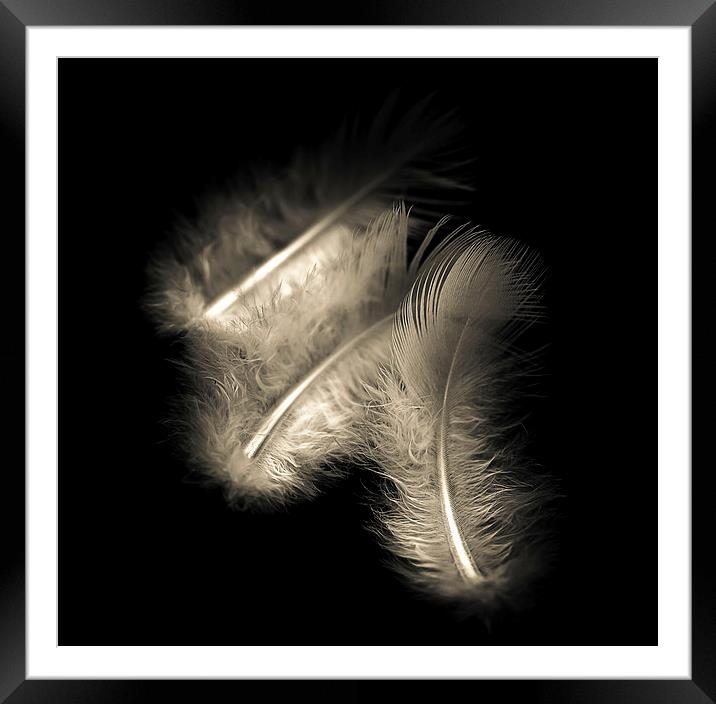 Three feathers in black and white Framed Mounted Print by Julian Bound