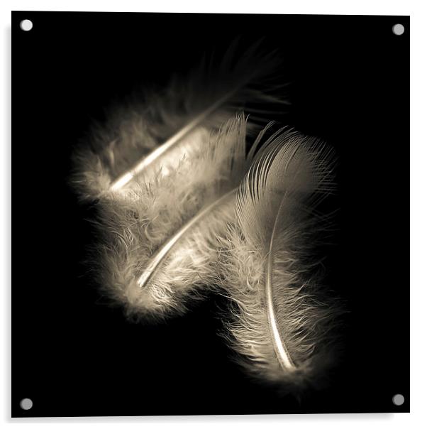 Three feathers in black and white Acrylic by Julian Bound