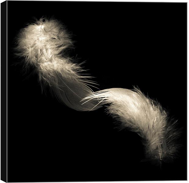 Two feathers in black and white Canvas Print by Julian Bound