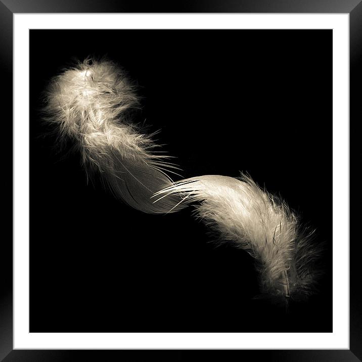 Two feathers in black and white Framed Mounted Print by Julian Bound