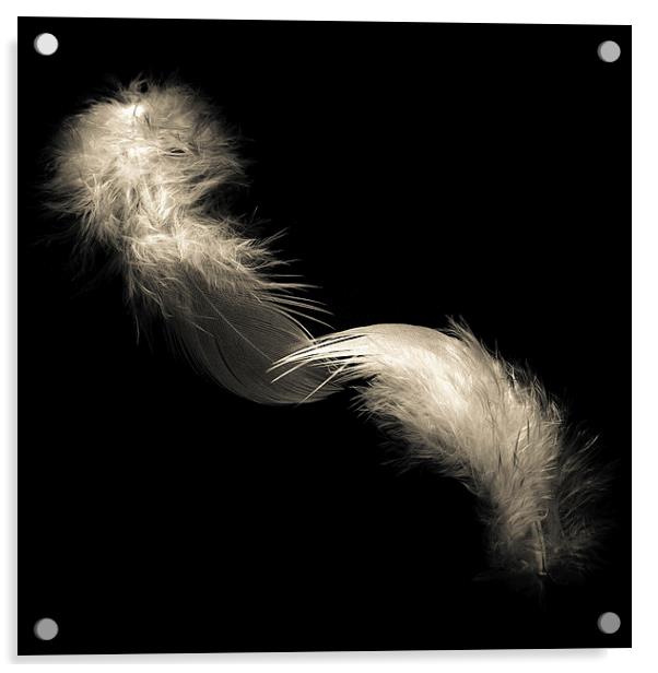 Two feathers in black and white Acrylic by Julian Bound