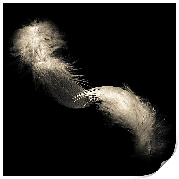Two feathers in black and white Print by Julian Bound