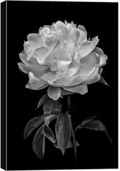  Flower in black and white Canvas Print by Julian Bound