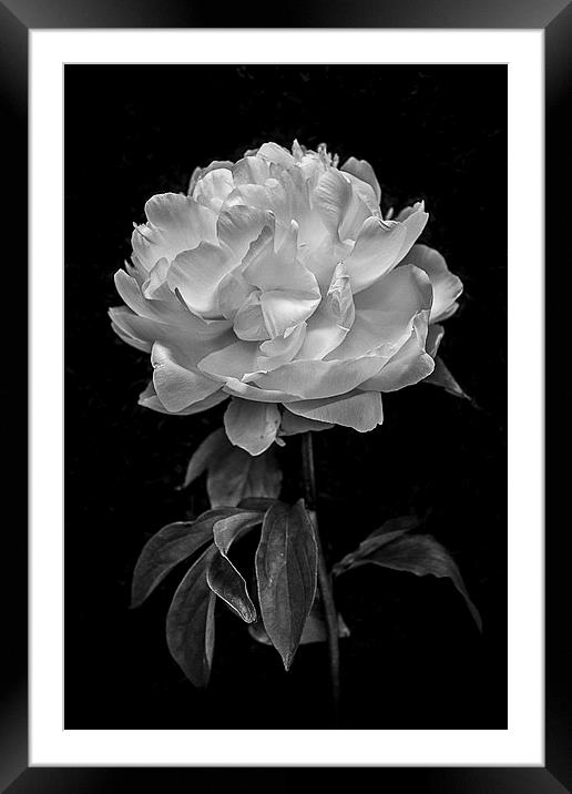  Flower in black and white Framed Mounted Print by Julian Bound