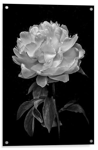  Flower in black and white Acrylic by Julian Bound