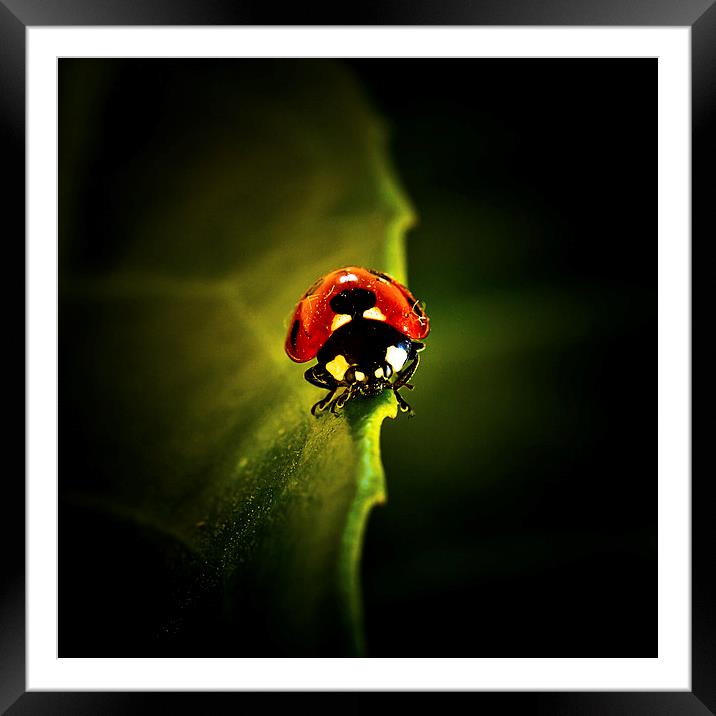 Ladybird on a leaf in Spring Framed Mounted Print by Julian Bound
