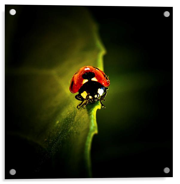 Ladybird on a leaf in Spring Acrylic by Julian Bound