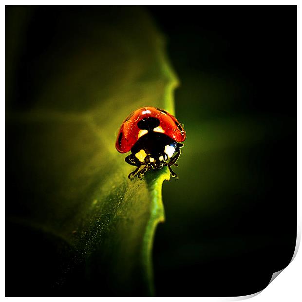 Ladybird on a leaf in Spring Print by Julian Bound
