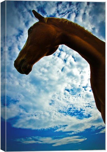 Portrait of a horse in summer with blue skies Canvas Print by Julian Bound